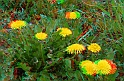 Fiori di primavera_17
